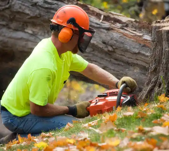 tree services Fort Meade